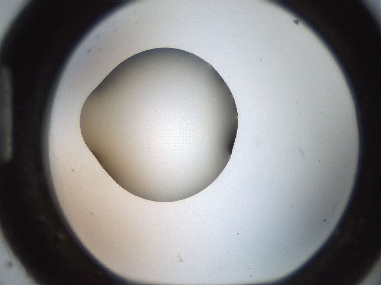 folderID248_plateID2248_batchID10283_wellNum92_profileID1_d1_r156017_ef.jpg