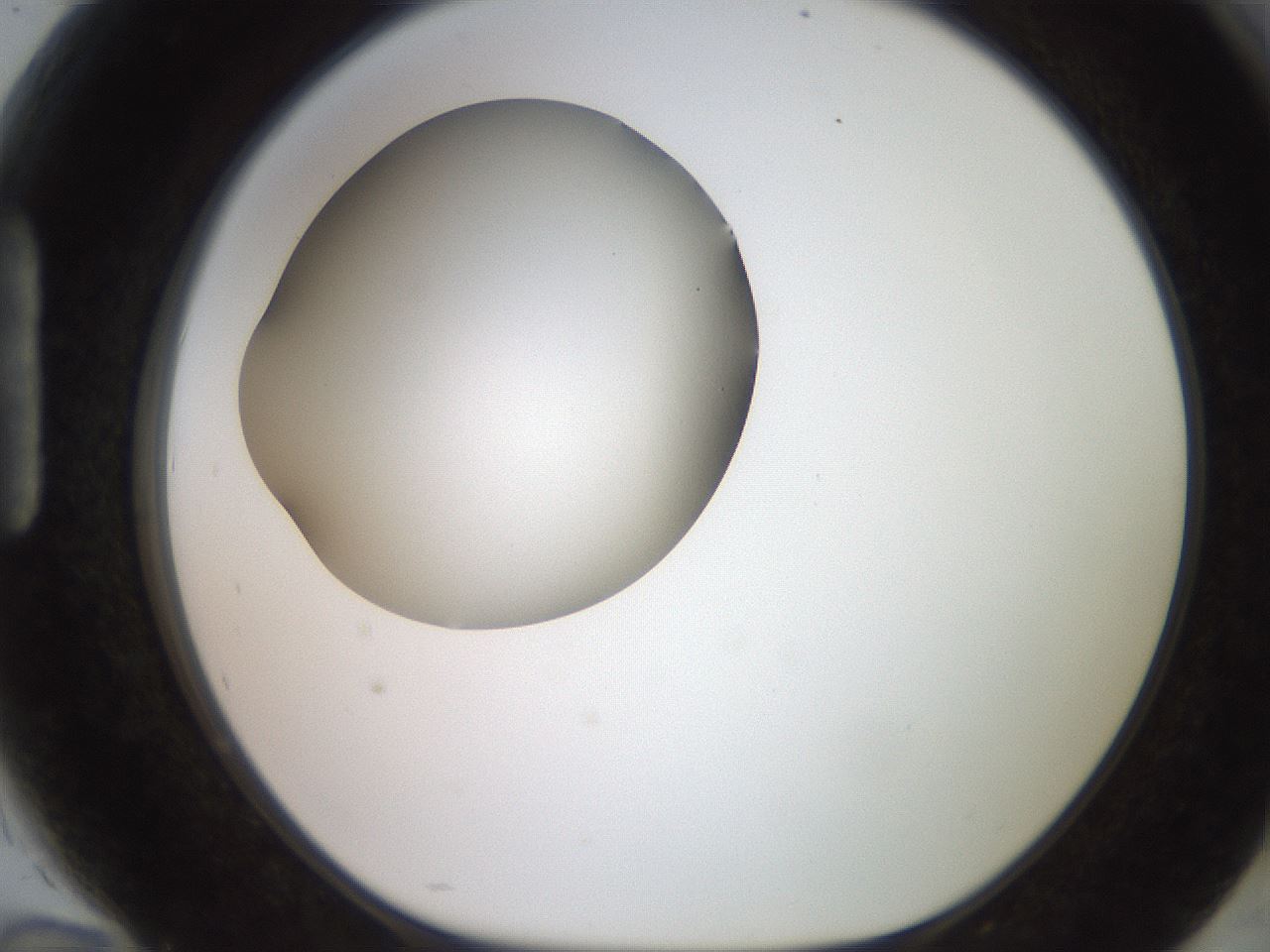 folderID248_plateID2248_batchID10283_wellNum94_profileID1_d1_r156021_ef.jpg