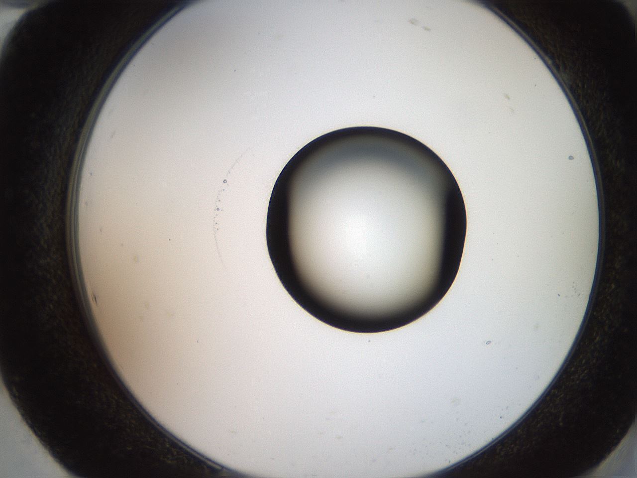 folderID248_plateID2248_batchID10283_wellNum94_profileID1_d2_r156022_ef.jpg
