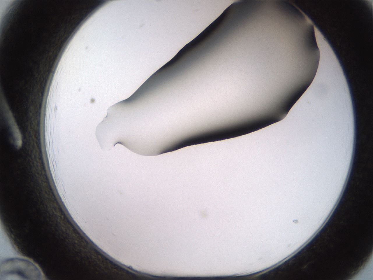 folderID249_plateID2249_batchID10284_wellNum12_profileID1_d1_r156244_ef.jpg