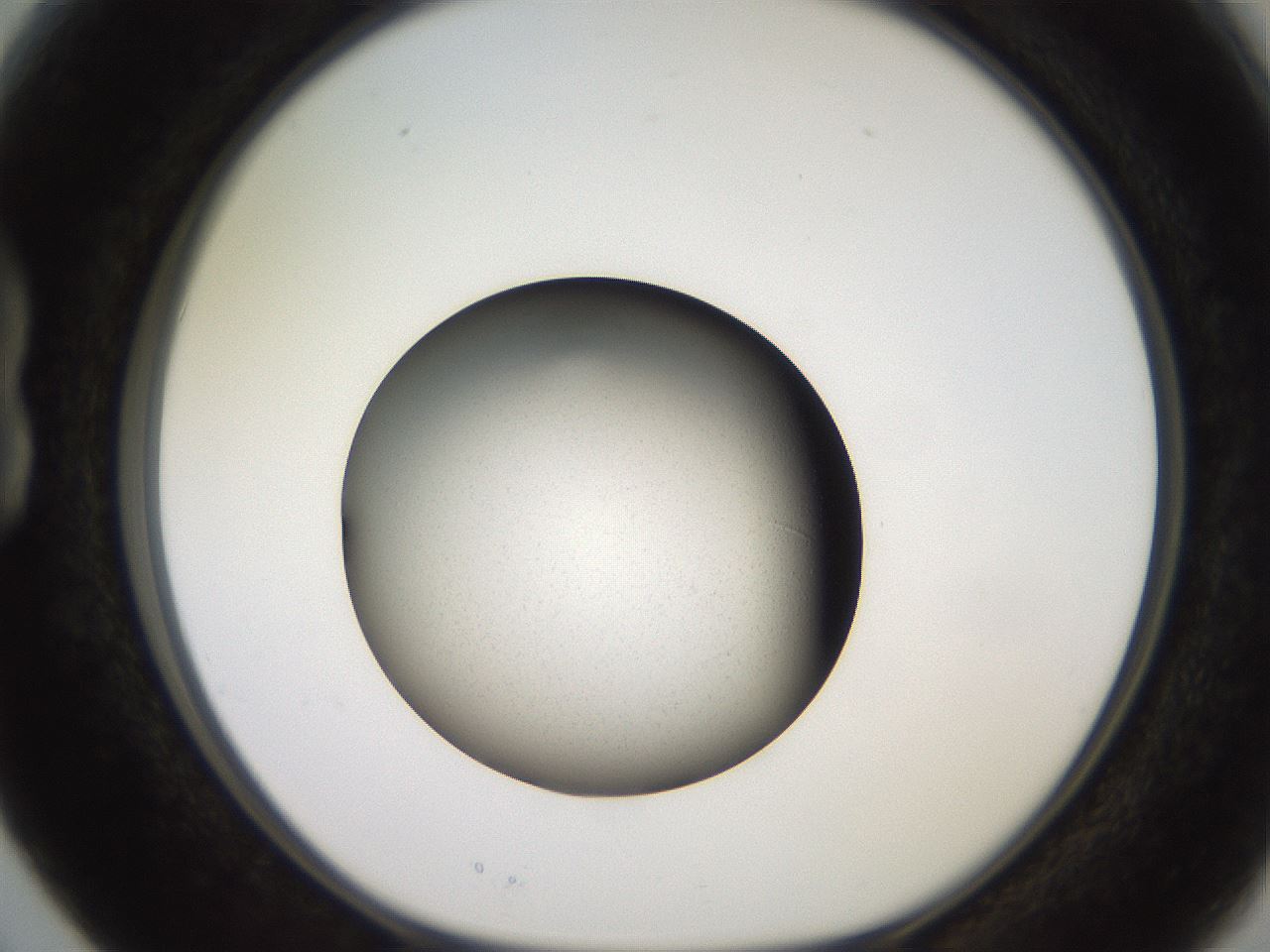 folderID249_plateID2249_batchID10284_wellNum15_profileID1_d1_r156250_ef.jpg