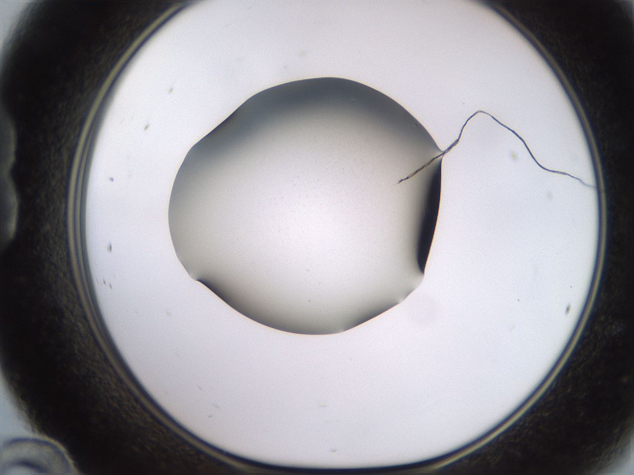 folderID249_plateID2249_batchID10284_wellNum24_profileID1_d1_r156268_ef.jpg