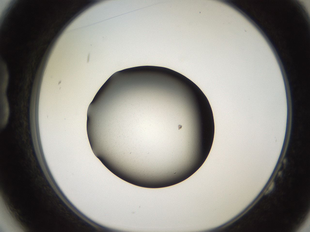folderID249_plateID2249_batchID10284_wellNum14_profileID1_d1_r156248_ef.jpg