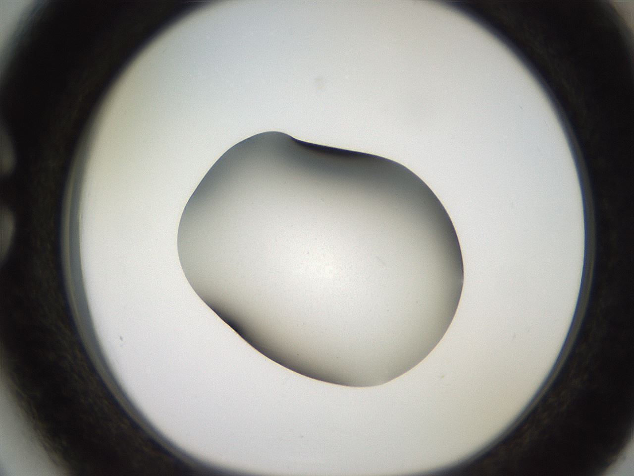folderID249_plateID2249_batchID10284_wellNum27_profileID1_d1_r156274_ef.jpg