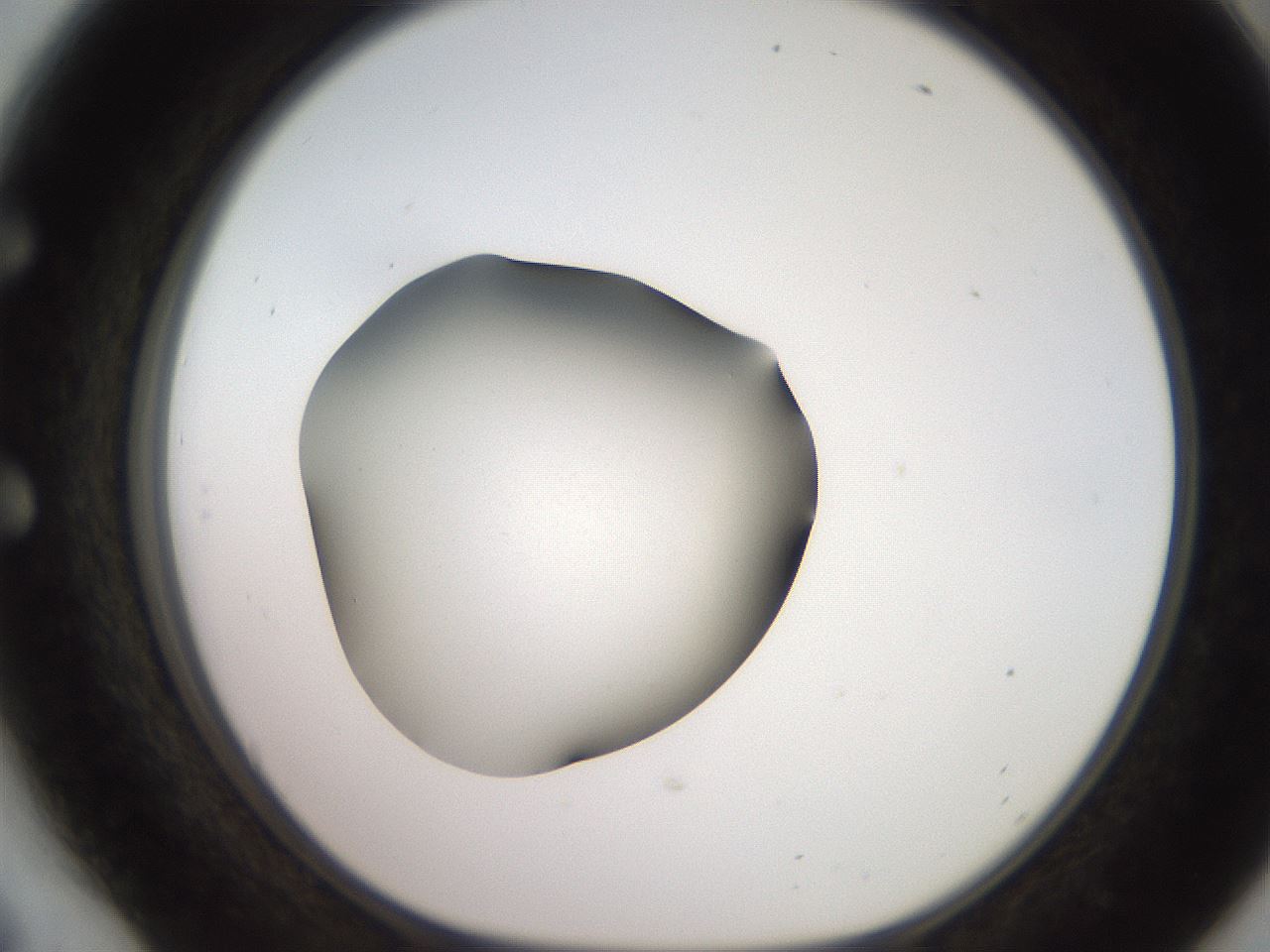 folderID249_plateID2249_batchID10284_wellNum54_profileID1_d1_r156328_ef.jpg