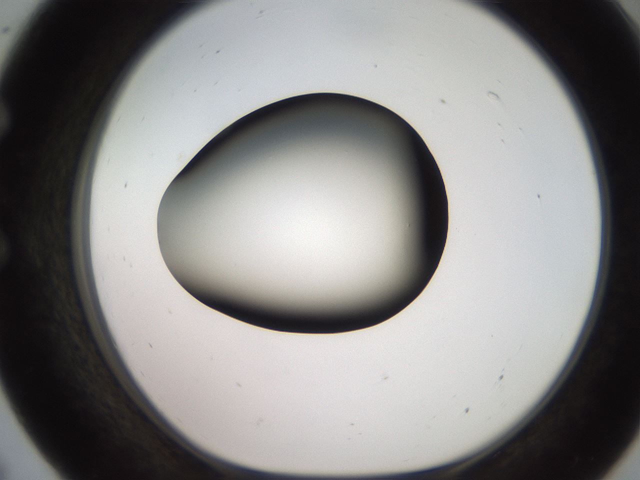 folderID249_plateID2249_batchID10284_wellNum55_profileID1_d1_r156330_ef.jpg
