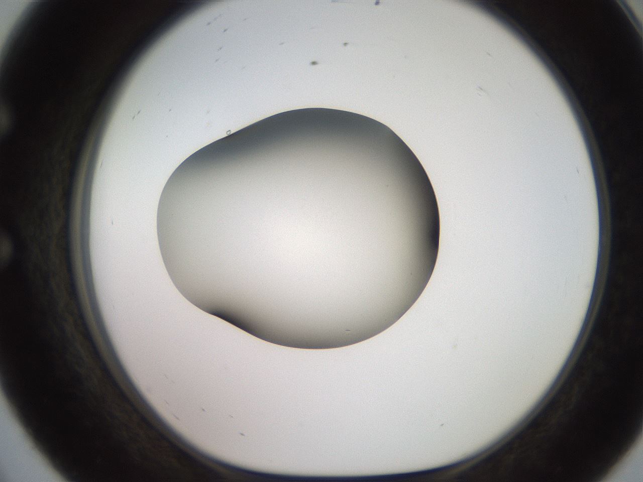 folderID249_plateID2249_batchID10284_wellNum56_profileID1_d1_r156332_ef.jpg