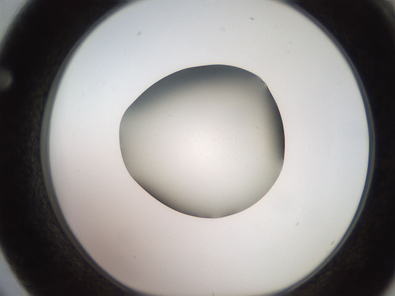 folderID249_plateID2249_batchID10284_wellNum62_profileID1_d1_r156344_ef.jpg