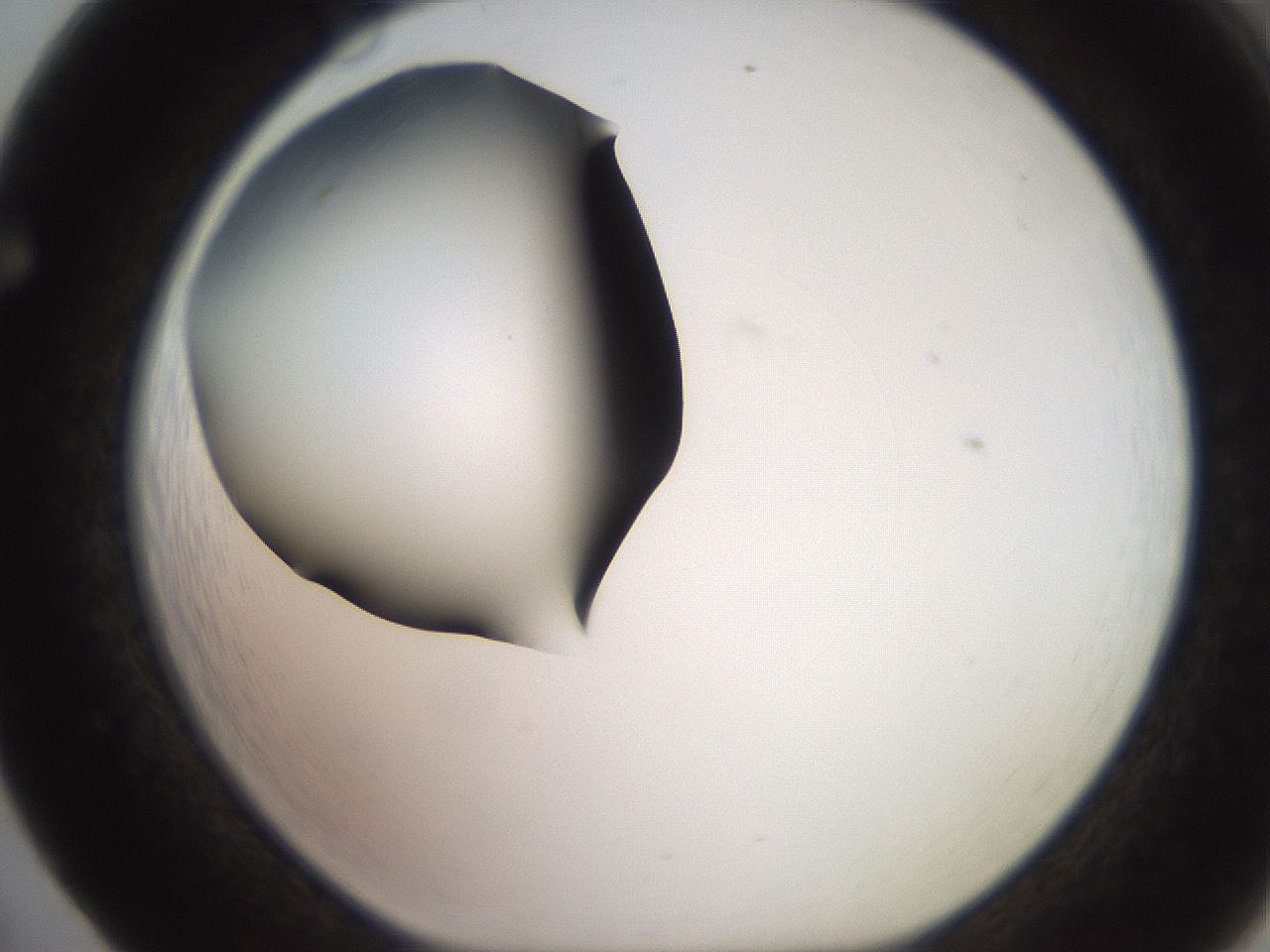 folderID249_plateID2249_batchID10284_wellNum65_profileID1_d1_r156350_ef.jpg