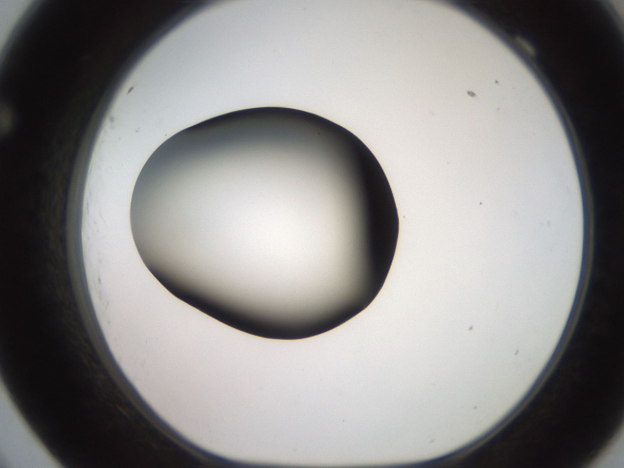 folderID249_plateID2249_batchID10284_wellNum69_profileID1_d1_r156358_ef.jpg