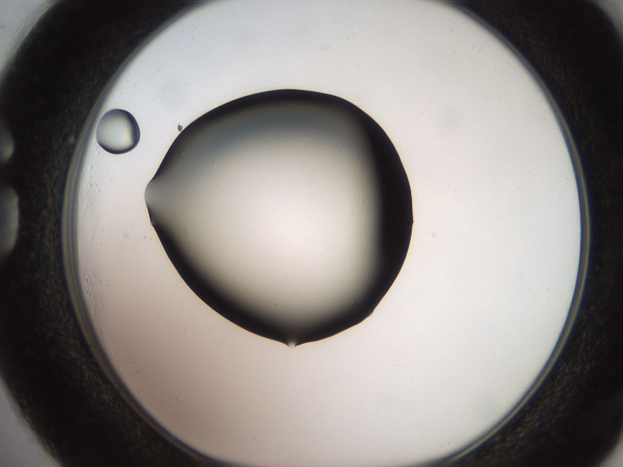 folderID249_plateID2249_batchID10284_wellNum73_profileID1_d1_r156366_ef.jpg