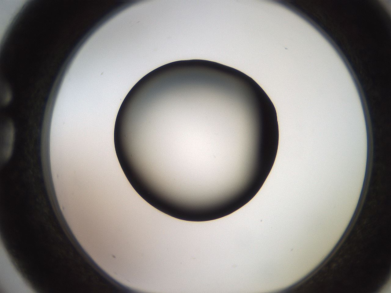 folderID249_plateID2249_batchID10284_wellNum75_profileID1_d1_r156370_ef.jpg