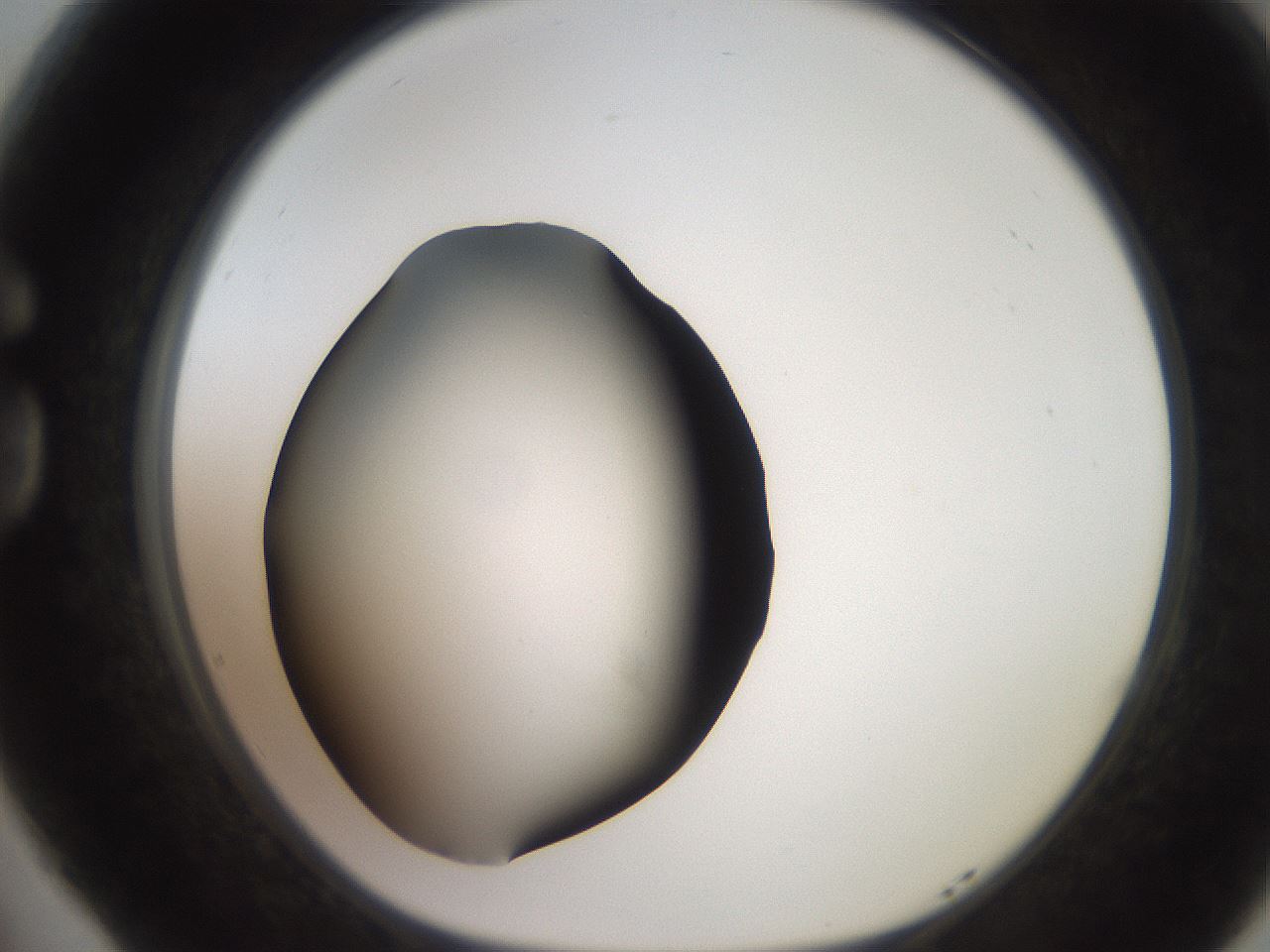 folderID249_plateID2249_batchID10284_wellNum77_profileID1_d1_r156374_ef.jpg