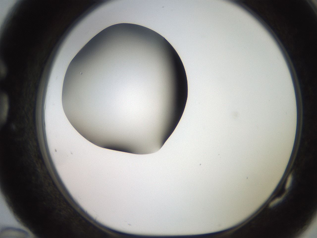 folderID249_plateID2249_batchID10284_wellNum82_profileID1_d1_r156384_ef.jpg