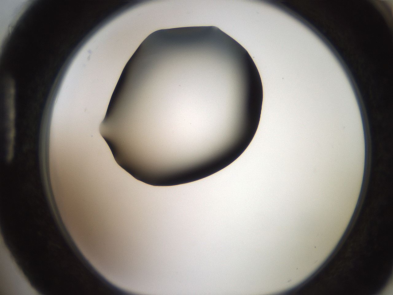folderID249_plateID2249_batchID10284_wellNum88_profileID1_d1_r156396_ef.jpg