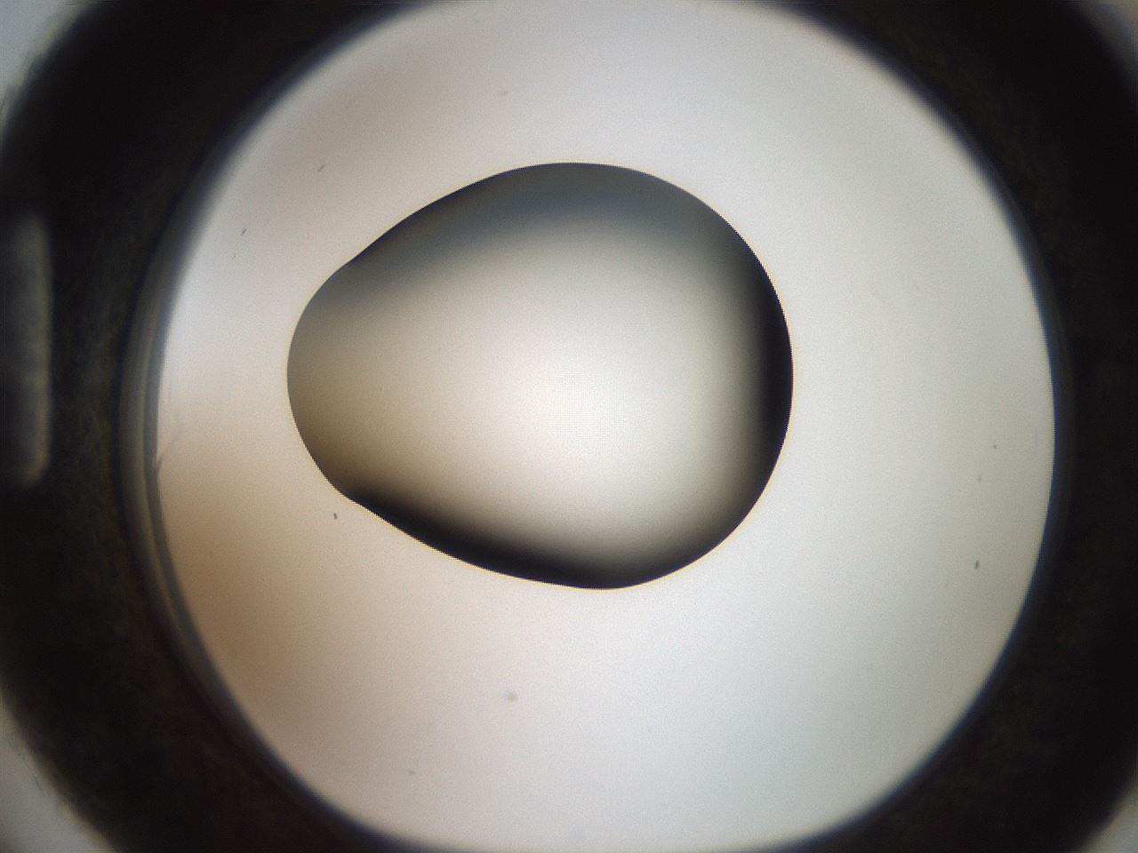 folderID249_plateID2249_batchID10284_wellNum90_profileID1_d1_r156400_ef.jpg