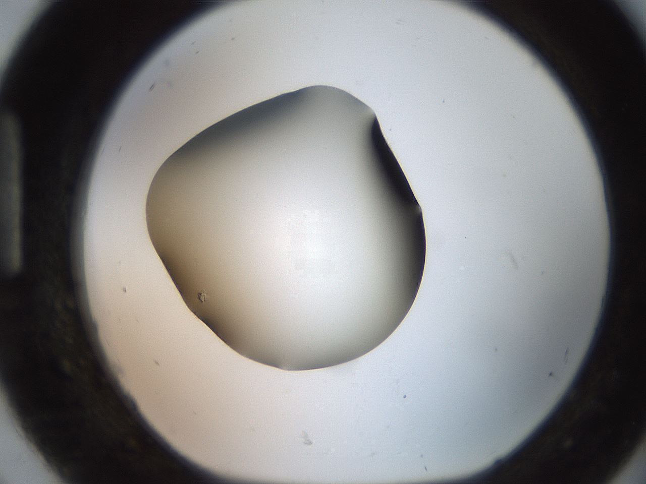 folderID249_plateID2249_batchID10284_wellNum92_profileID1_d1_r156404_ef.jpg