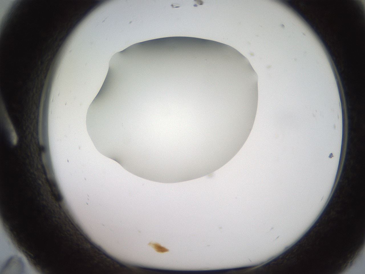 folderID250_plateID2250_batchID10282_wellNum11_profileID1_d1_r155471_ef.jpg