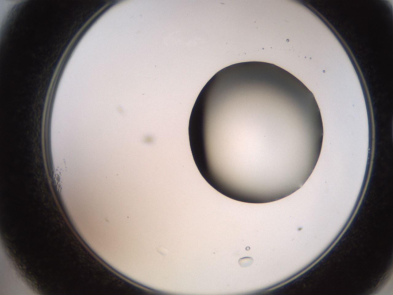 folderID250_plateID2250_batchID10282_wellNum11_profileID1_d2_r155472_ef.jpg