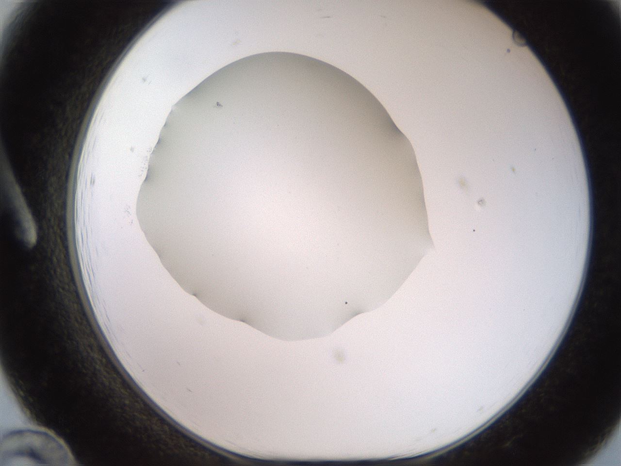folderID250_plateID2250_batchID10282_wellNum12_profileID1_d1_r155473_ef.jpg