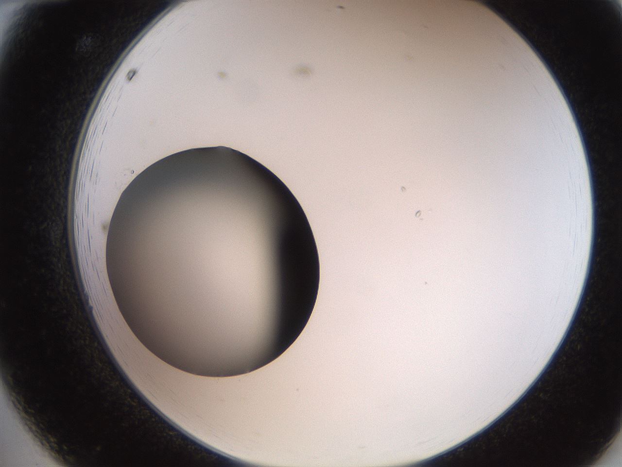 folderID250_plateID2250_batchID10282_wellNum12_profileID1_d2_r155474_ef.jpg