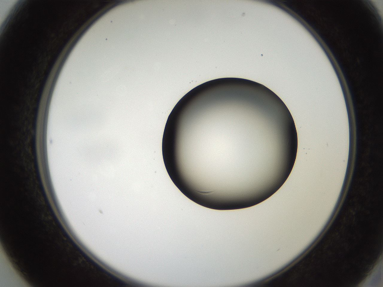 folderID250_plateID2250_batchID10282_wellNum13_profileID1_d2_r155476_ef.jpg