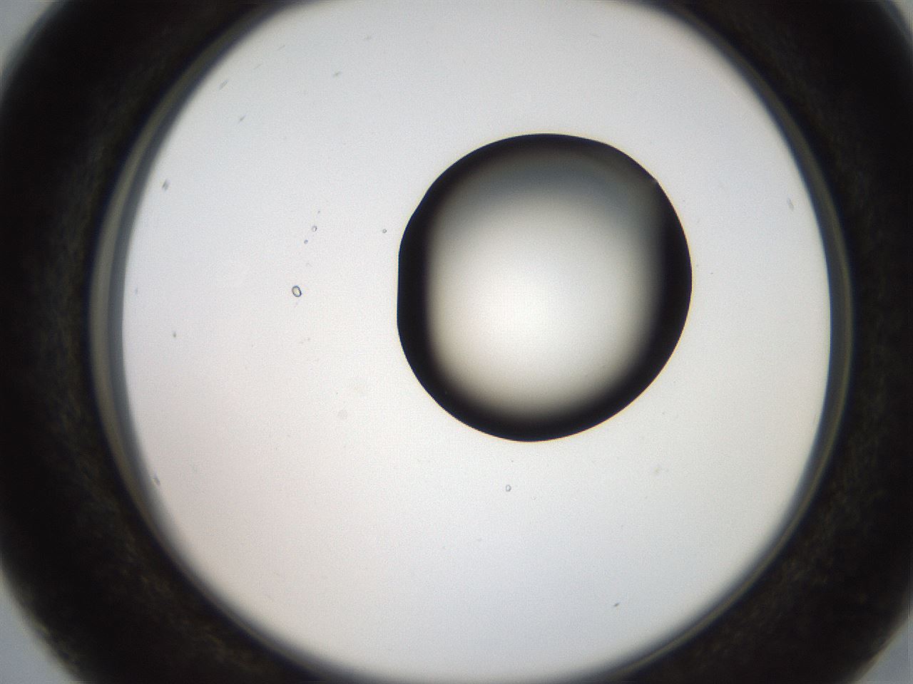 folderID250_plateID2250_batchID10282_wellNum16_profileID1_d2_r155482_ef.jpg