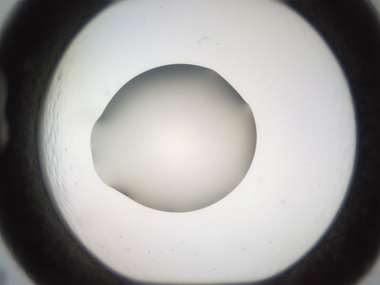 folderID250_plateID2250_batchID10282_wellNum19_profileID1_d1_r155487_ef.jpg