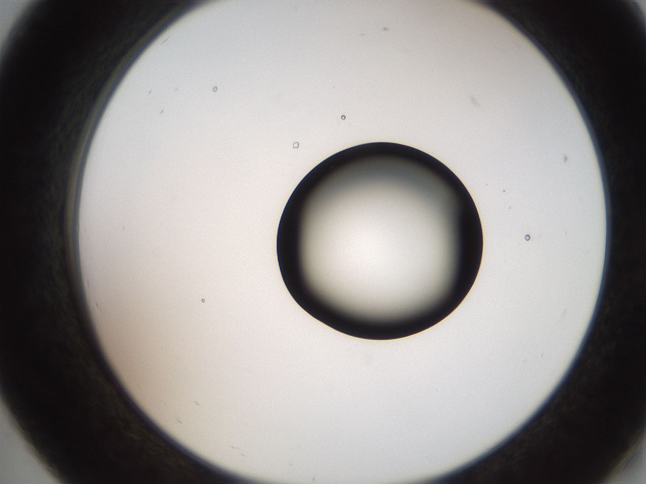 folderID250_plateID2250_batchID10282_wellNum19_profileID1_d2_r155488_ef.jpg