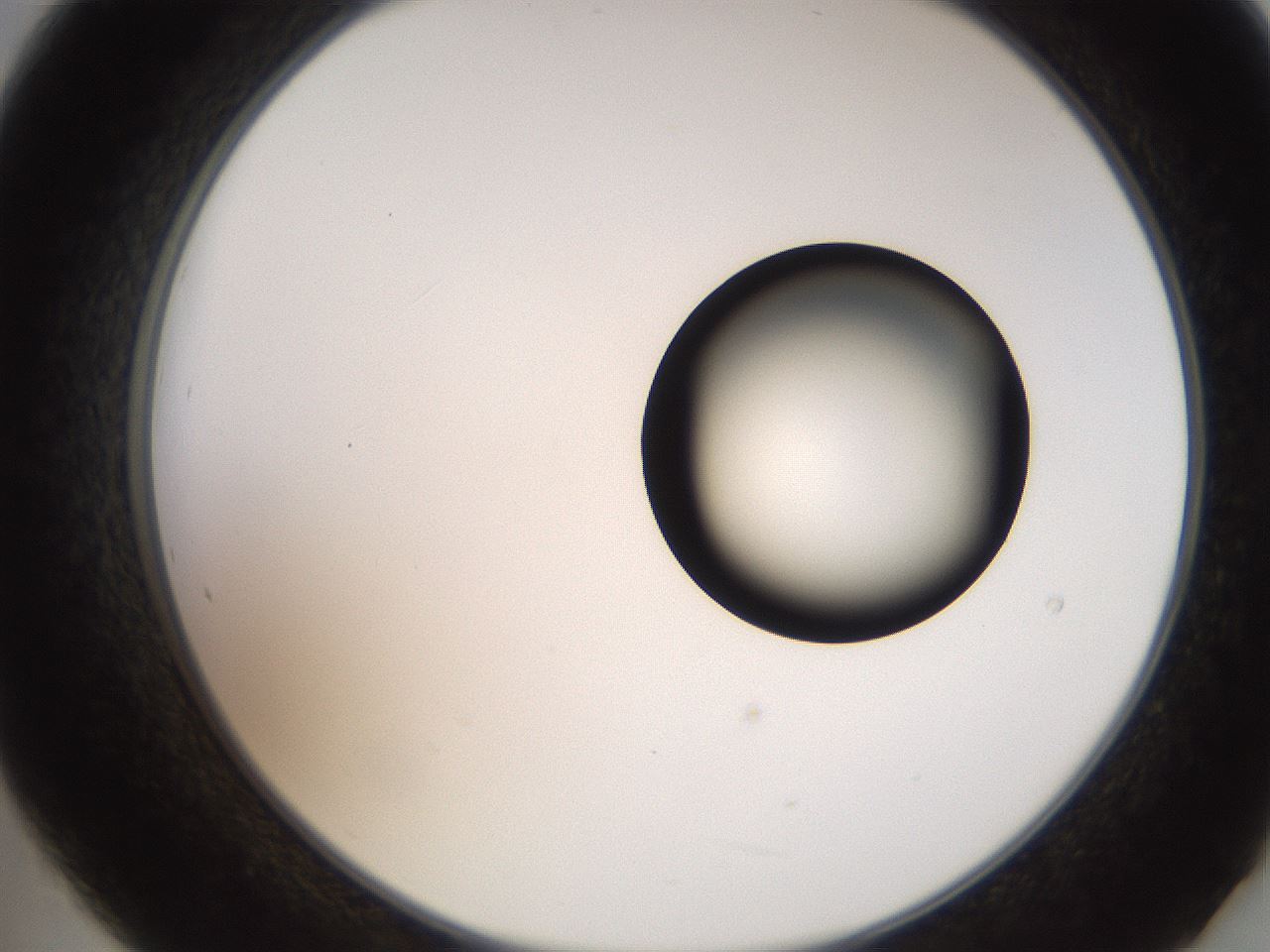 folderID250_plateID2250_batchID10282_wellNum21_profileID1_d2_r155492_ef.jpg
