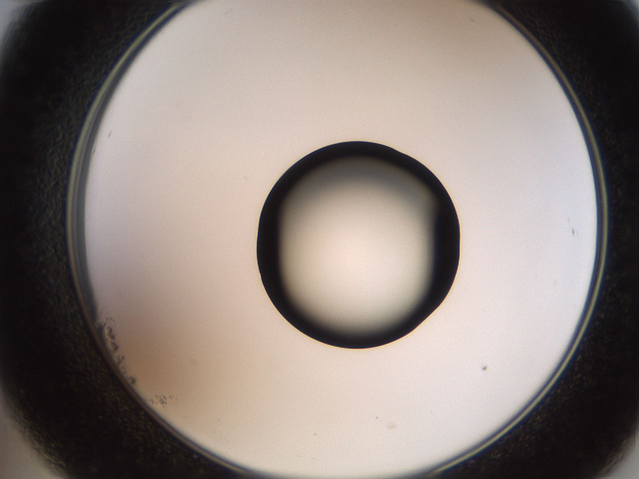 folderID250_plateID2250_batchID10282_wellNum23_profileID1_d2_r155496_ef.jpg