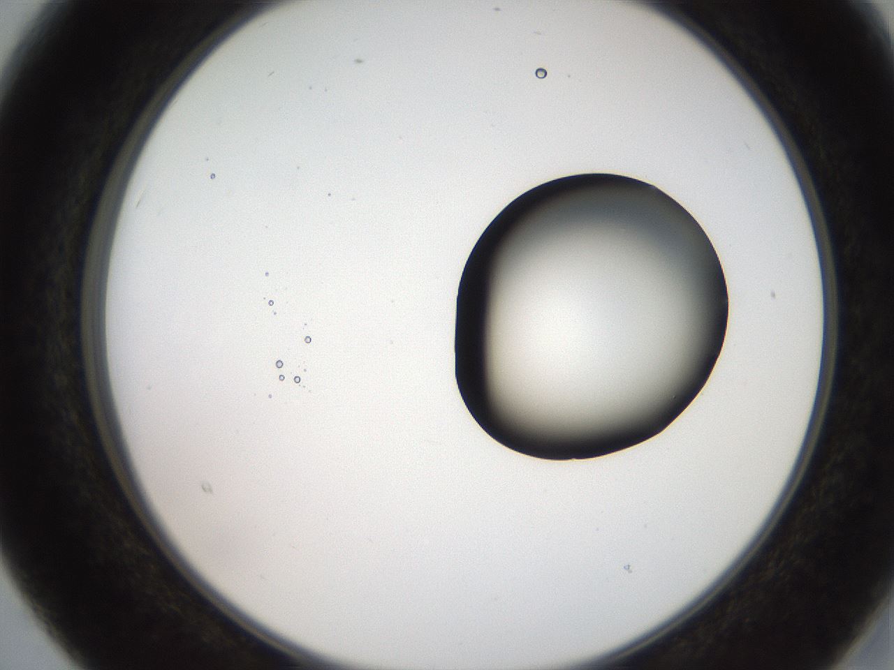 folderID250_plateID2250_batchID10282_wellNum15_profileID1_d2_r155480_ef.jpg