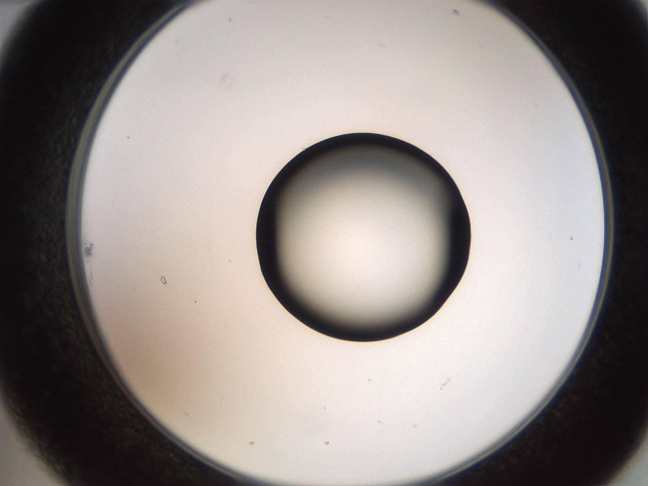 folderID250_plateID2250_batchID10282_wellNum22_profileID1_d2_r155494_ef.jpg