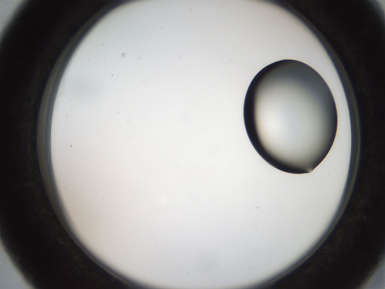 folderID250_plateID2250_batchID10282_wellNum27_profileID1_d2_r155504_ef.jpg