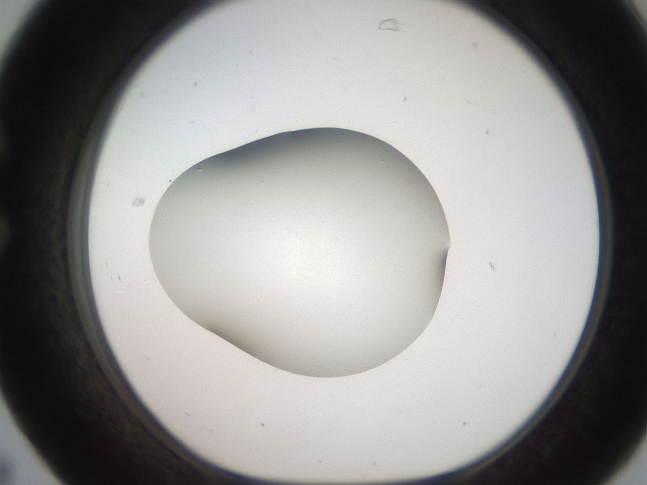 folderID250_plateID2250_batchID10282_wellNum31_profileID1_d1_r155511_ef.jpg