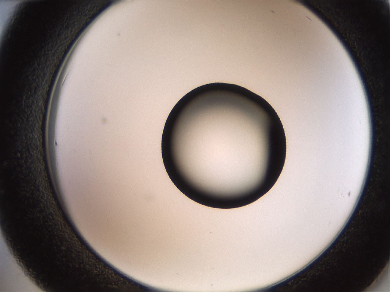 folderID250_plateID2250_batchID10282_wellNum36_profileID1_d2_r155522_ef.jpg
