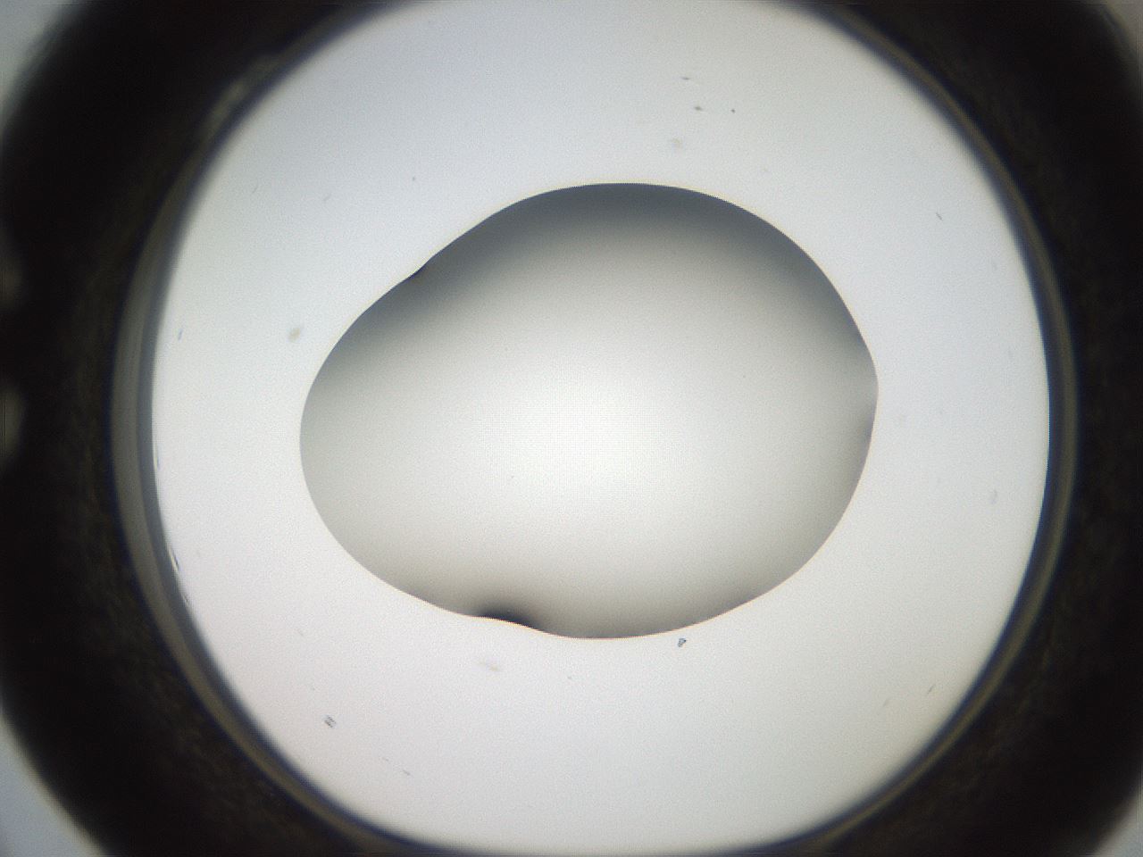 folderID250_plateID2250_batchID10282_wellNum28_profileID1_d1_r155505_ef.jpg
