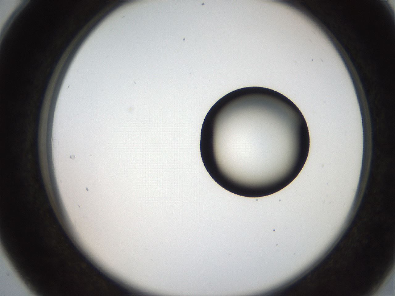 folderID250_plateID2250_batchID10282_wellNum28_profileID1_d2_r155506_ef.jpg