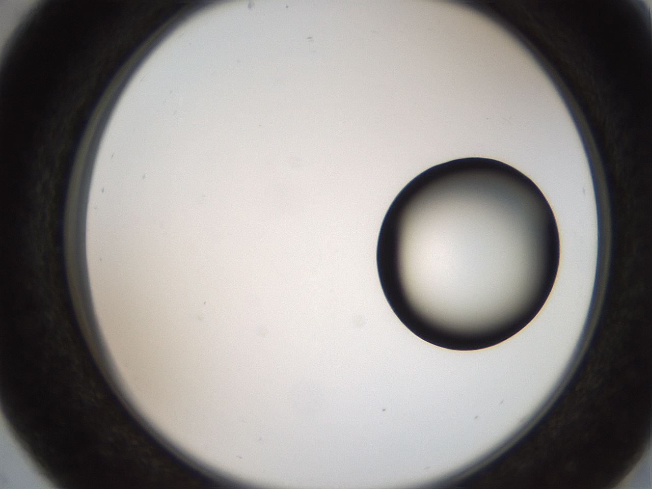 folderID250_plateID2250_batchID10282_wellNum29_profileID1_d2_r155508_ef.jpg