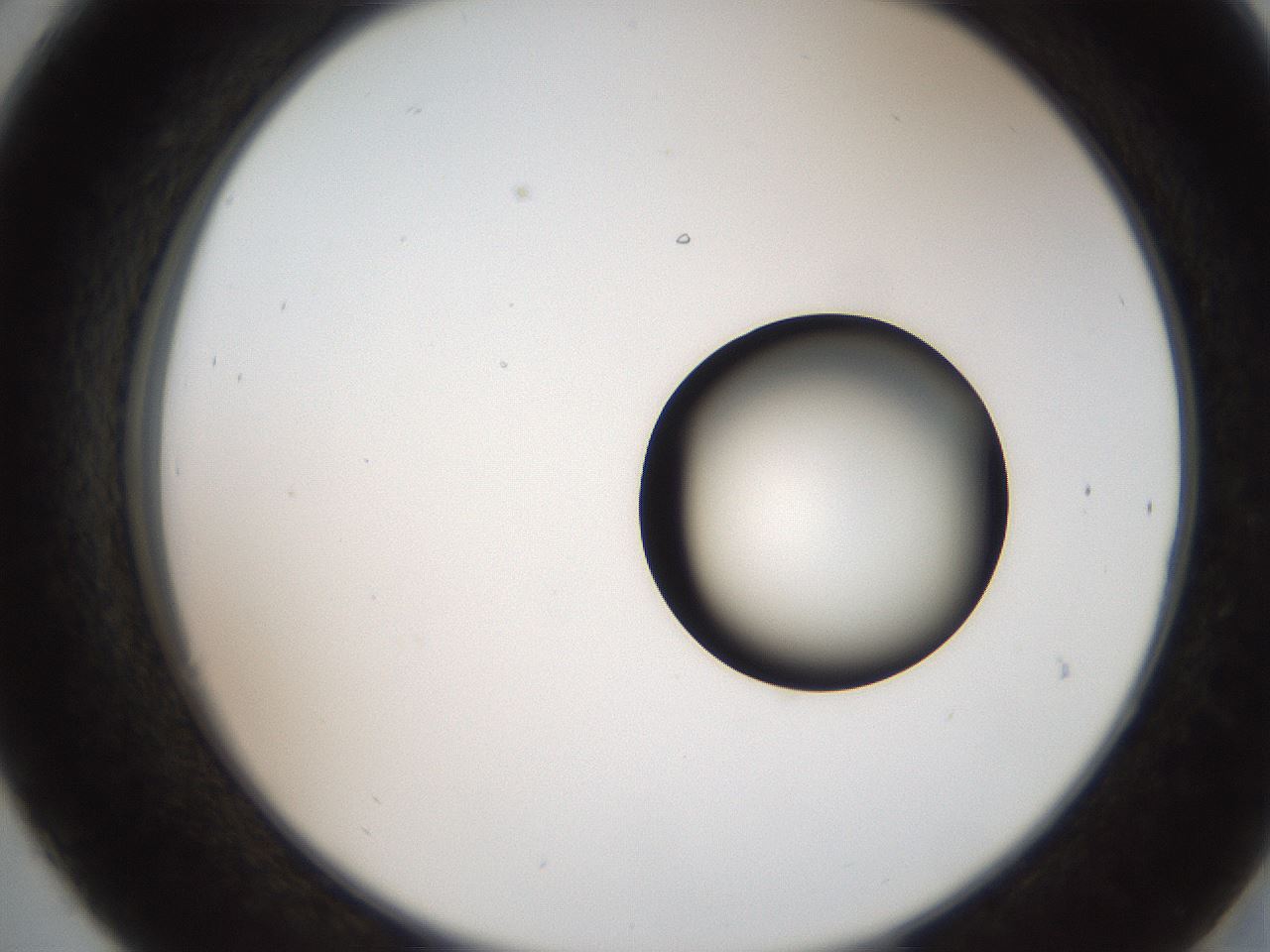 folderID250_plateID2250_batchID10282_wellNum30_profileID1_d2_r155510_ef.jpg