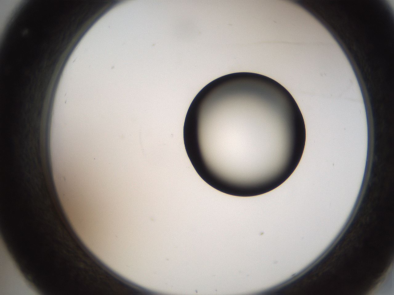 folderID250_plateID2250_batchID10282_wellNum32_profileID1_d2_r155514_ef.jpg