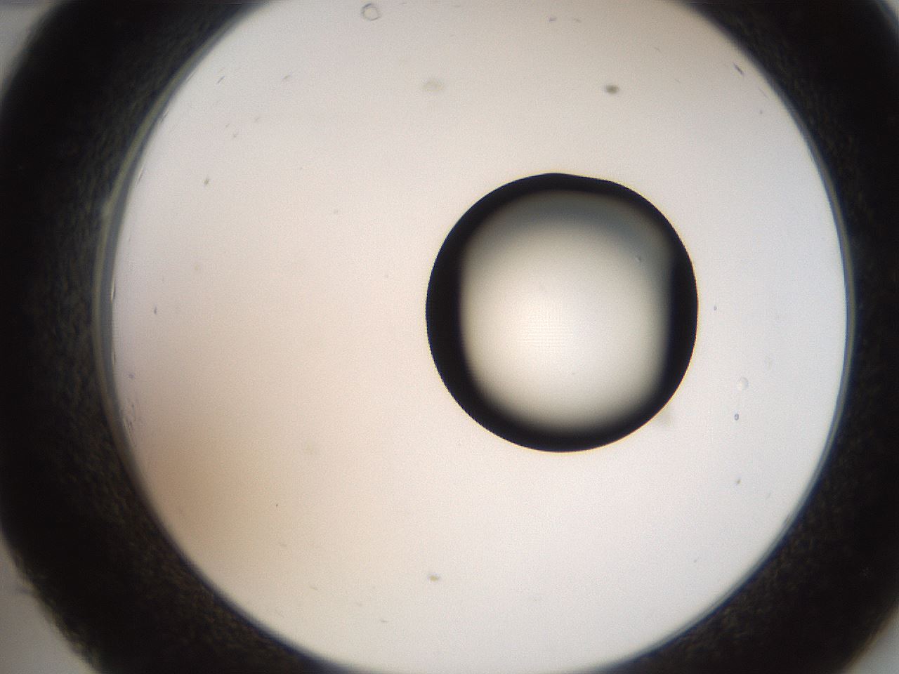 folderID250_plateID2250_batchID10282_wellNum34_profileID1_d2_r155518_ef.jpg