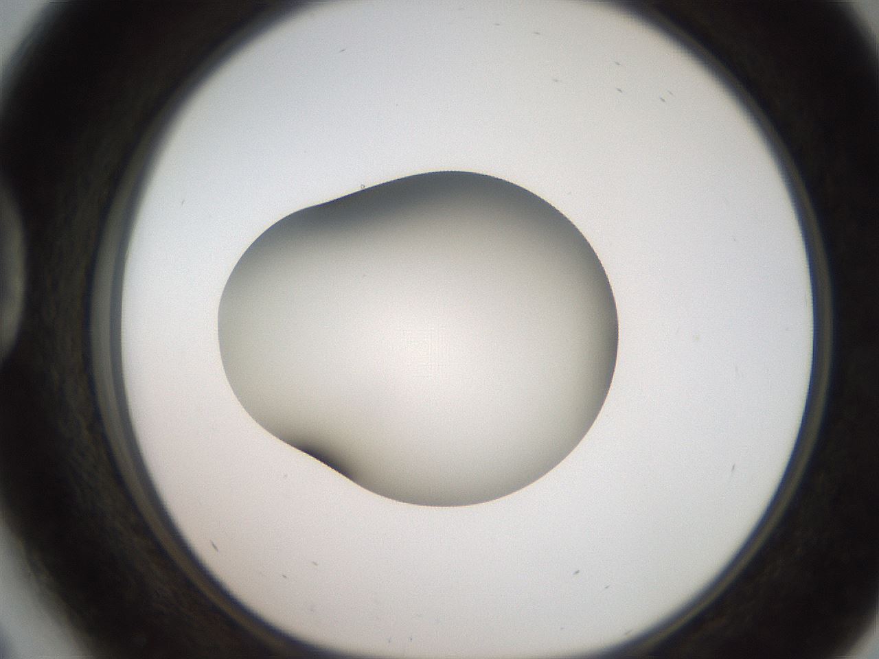 folderID250_plateID2250_batchID10282_wellNum41_profileID1_d1_r155531_ef.jpg