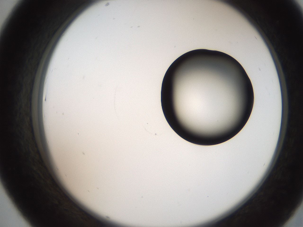 folderID250_plateID2250_batchID10282_wellNum43_profileID1_d2_r155536_ef.jpg