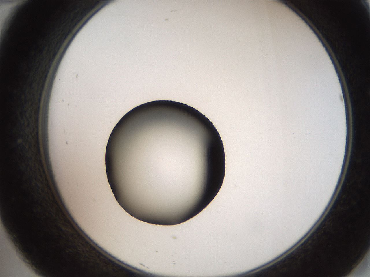 folderID250_plateID2250_batchID10282_wellNum46_profileID1_d2_r155542_ef.jpg