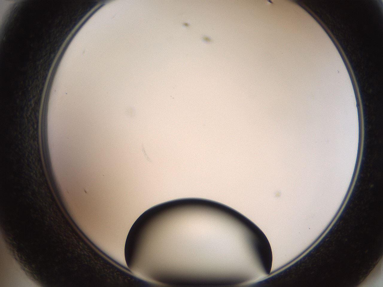 folderID250_plateID2250_batchID10282_wellNum47_profileID1_d2_r155544_ef.jpg
