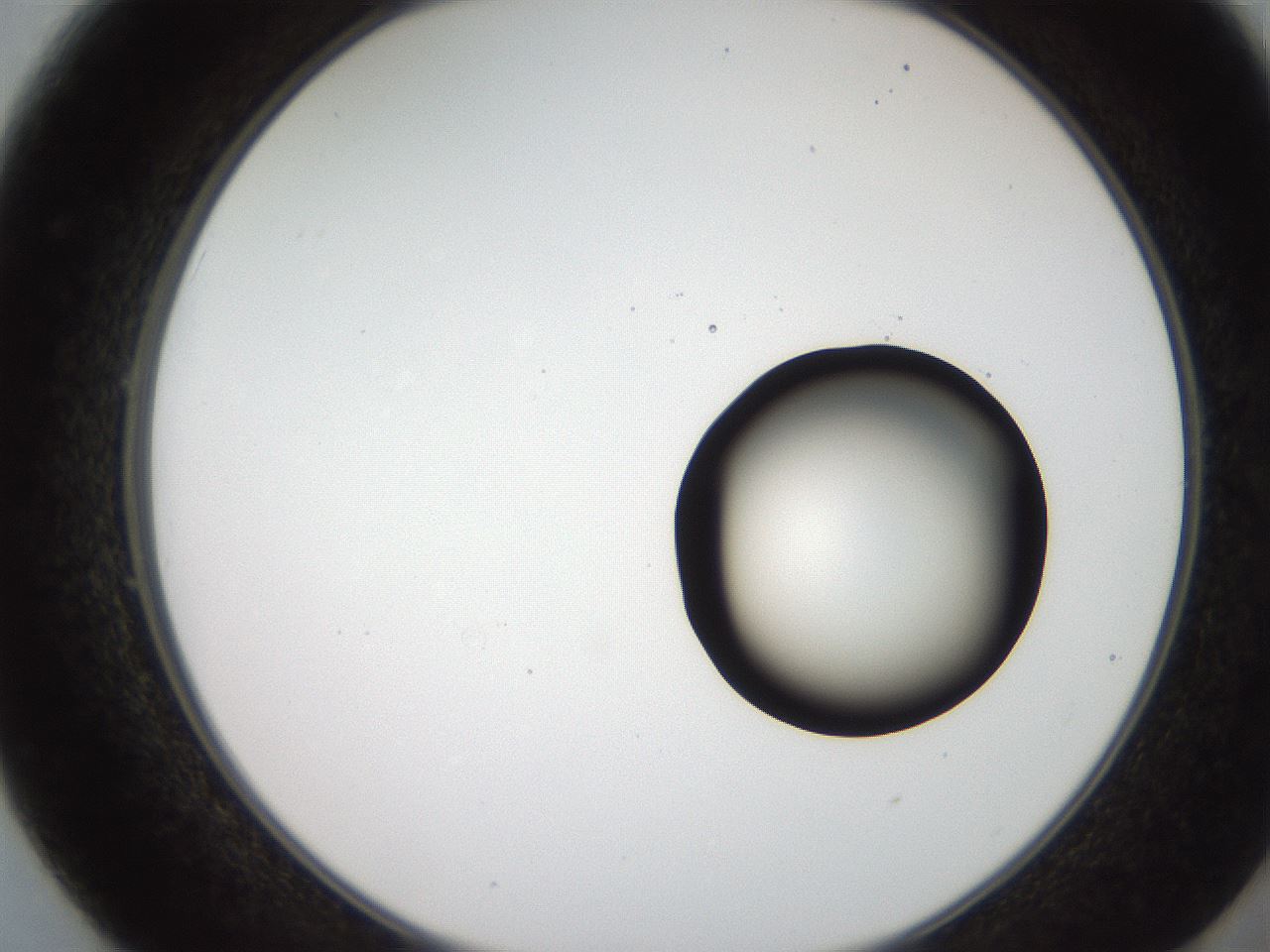 folderID250_plateID2250_batchID10282_wellNum49_profileID1_d2_r155548_ef.jpg