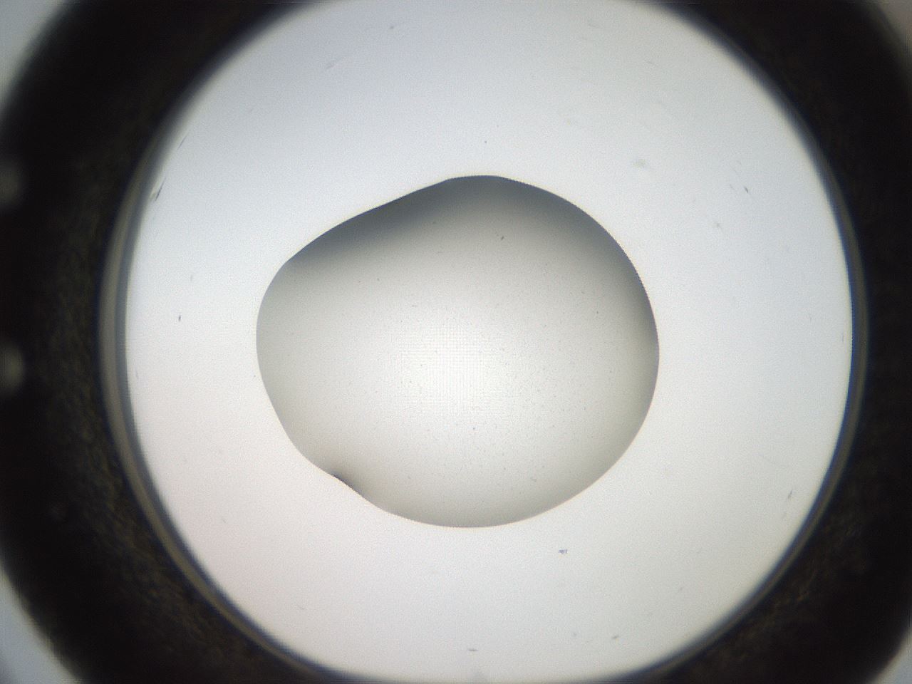 folderID250_plateID2250_batchID10282_wellNum51_profileID1_d1_r155551_ef.jpg