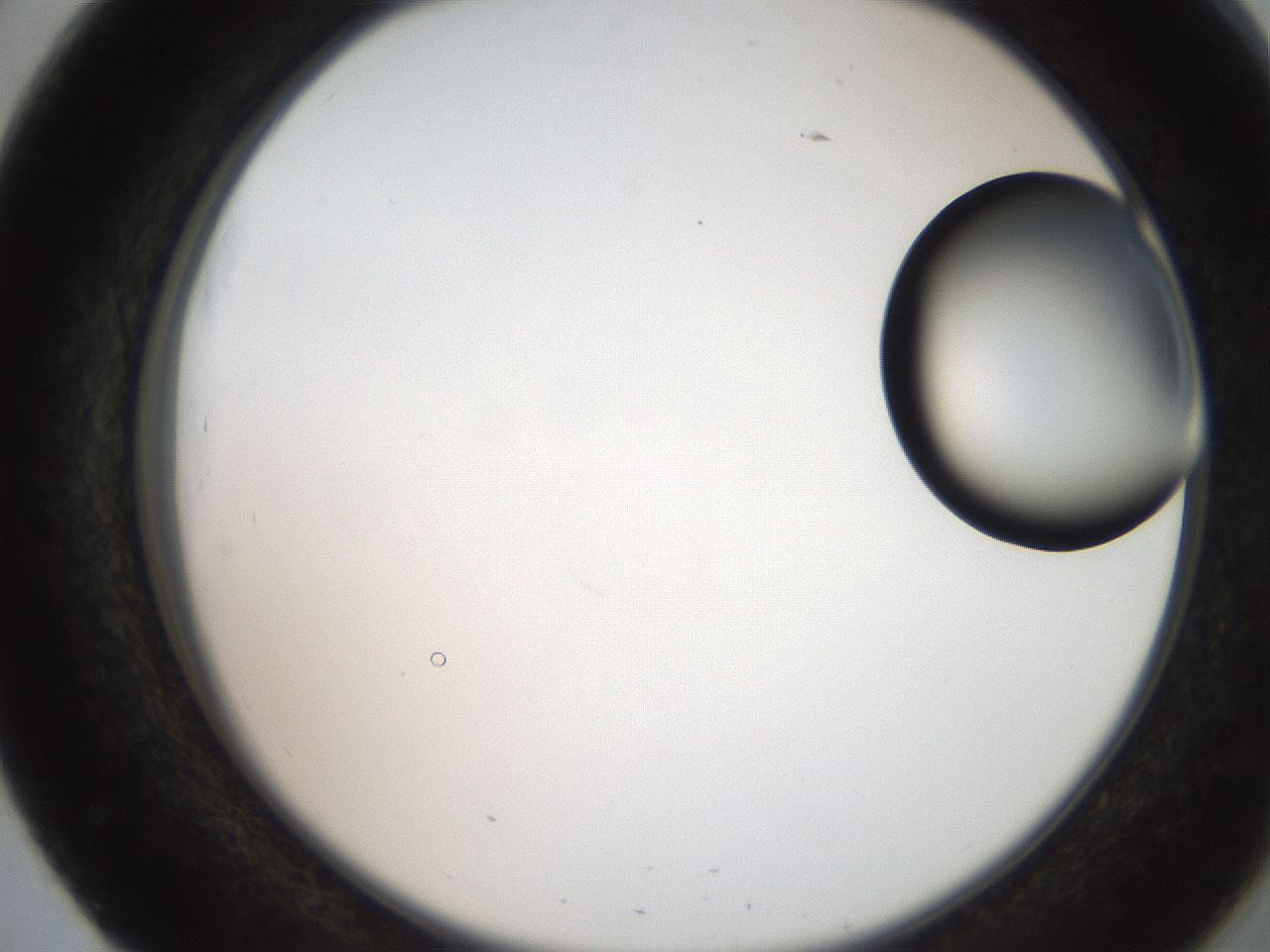 folderID250_plateID2250_batchID10282_wellNum51_profileID1_d2_r155552_ef.jpg