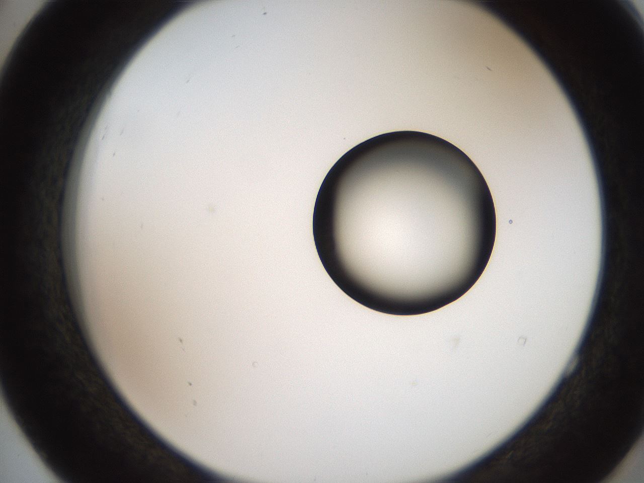 folderID250_plateID2250_batchID10282_wellNum52_profileID1_d2_r155554_ef.jpg